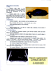 Frogs page 2